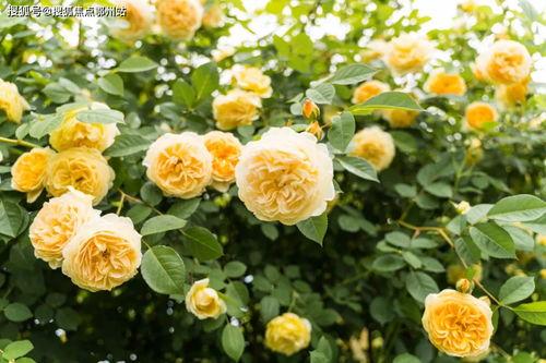 罗沙最新爆料电话是多少,揭秘神秘电话号码背后的秘密 第3张 罗沙最新爆料电话是多少,揭秘神秘电话号码背后的秘密 第3张